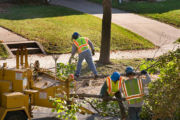 Reliable Ormond By The Sea, FL Tree Removal and Landscaping Services Solutions